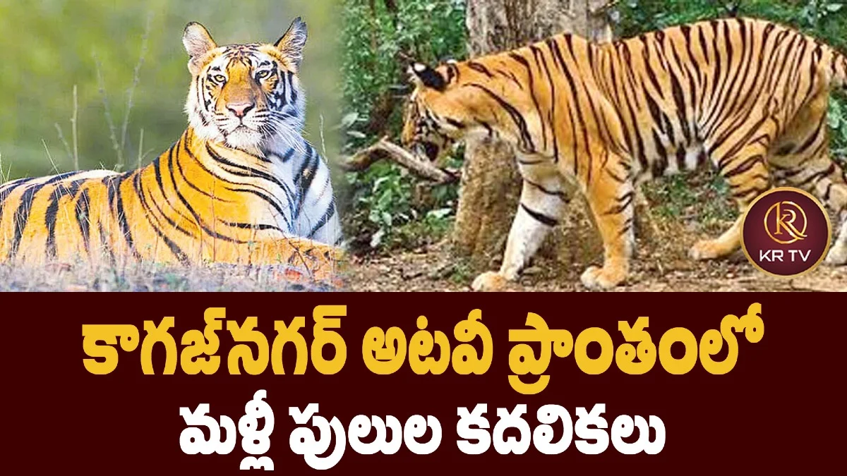 కాగజ్నగర్ అటవీ ప్రాంతంలో మళ్లీ పులుల కదలికలు